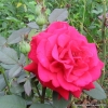 Mildred Scheel